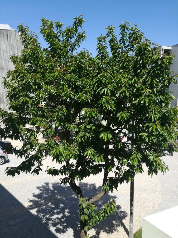 Green House / Casa Verde Порту Екстер'єр фото